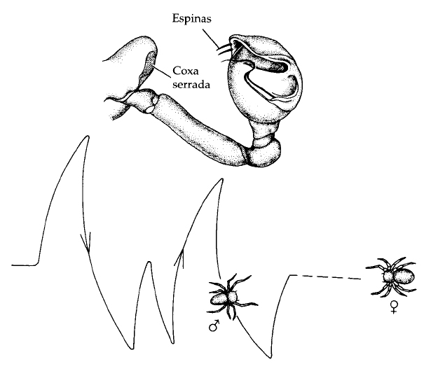 Órgano estridulador y acercamiento en zig zag (Fuente: Invertebrates. Brusca).