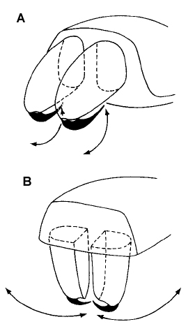 (A) Ortognata (B) Labidognata (Fuente: Invertebrabrados. Brusca)