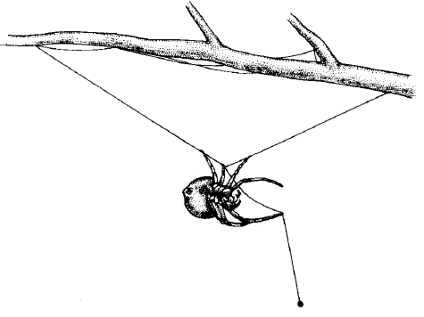 Araña boleadora (Fuente: Invertebrados. Brusca)