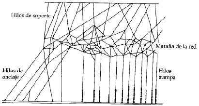 Telaraña de armazón vertical  (Fuente: Invertebrados. Brusca)