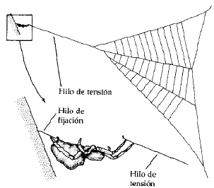 Telaraña en muelle (Fuente: Invertebrados. Brusca)