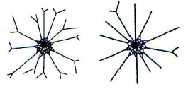 Telaraña cribelada (Fuente: Las arañas del alto Aragón. Antonio Melic)