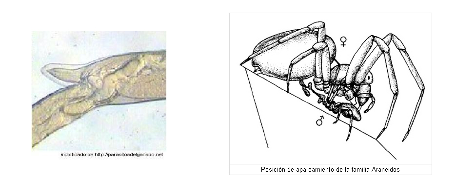 Fuente del dibujo: Invertebrados. Brusca