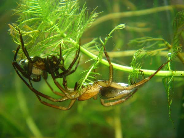 Argyroneta aquatica (macho y hembra)