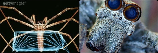 Figura 7: Deinopis conocida como la araña cara de ogro