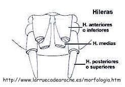 Figura 4: Hileras