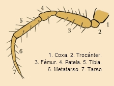 Figura 3: Artejos de la pata de una araña