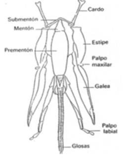 13mandibulasinsectosmj.JPG