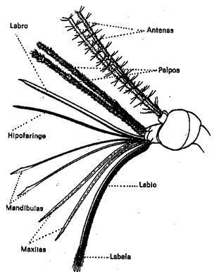 15mandibulasinsectosmj.JPG