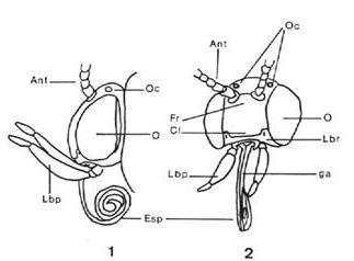 18mandibulasinsectosmj.JPG