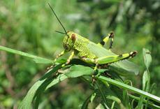 4mandibulasinsectosmj.JPG
