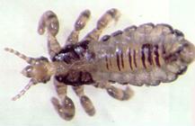 6mandibulasinsectosmj.JPG