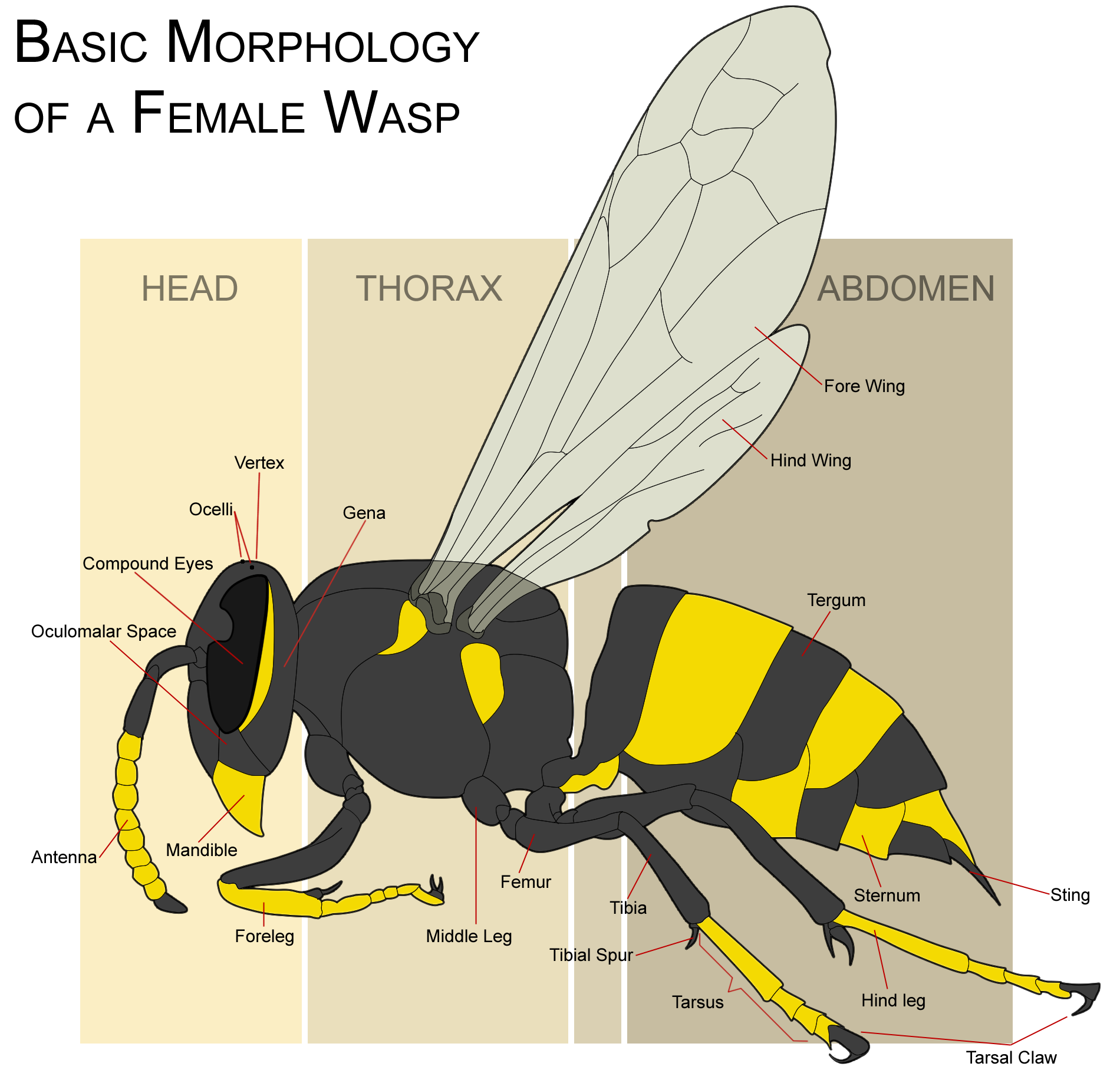 Wasp_morphology.png