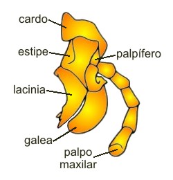 maxila.jpg