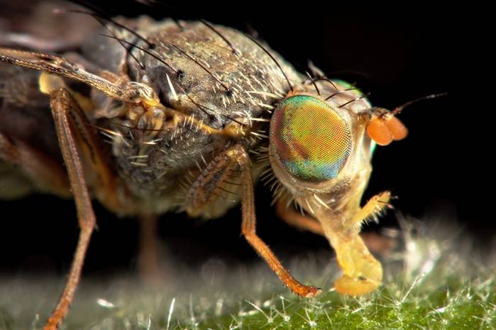 mosca_de_la_fruta.jpg