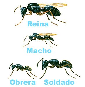 Castas de la familia Formicidae