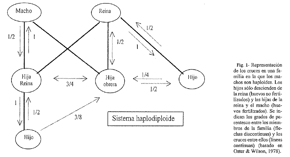tabla_haplodiploide.png