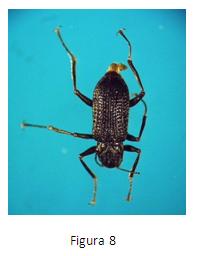 httpwww.google.esimgresimgurl=httphtml.rincondelvago.com000689087.jpg&imgrefurl=httphtml.rincondelvago.commacroinvertebrados-acuaticos-del-rio-combeima-y-sus-afluentes.html&usg=__ynIyDJJ8glX6LXR1_QMok2I7Maw=&h=432&w=376&sz=28&hl=es&start=.JPG