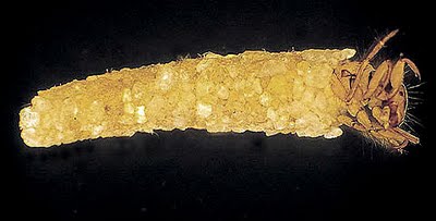 caddisfly_larva.jpg