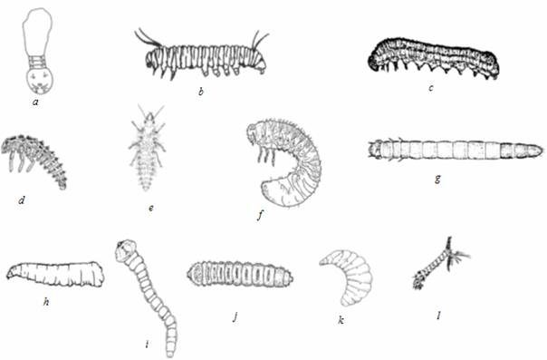 larvas.jpg