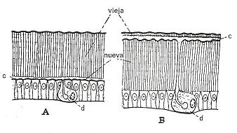 Figura 2: A: cutícula vieja, la cual ha producido una nueva epicutícula (línea negra gruesa).B: capas profundas de la cutícula vieja disuelta y capas de la nueva endocutícula formadas debajo de la nueva epicutícula,C: líquido de la muda.D: glándulas de la muda.