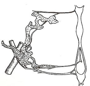 Figura 6: Glándula protorácica en la mariposa Saturnia y sus asociaciones con el cordón nervioso ventral y el sistema traqueal.