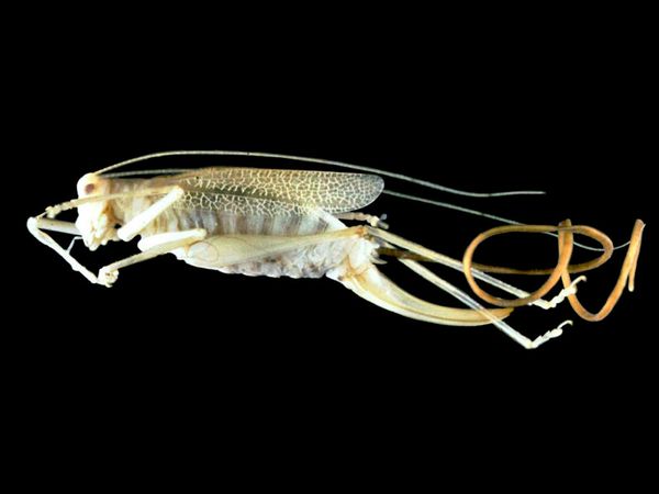 800px-Spinochordodes_in_Meconemab.jpg