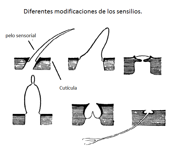 SensillaeImms.png