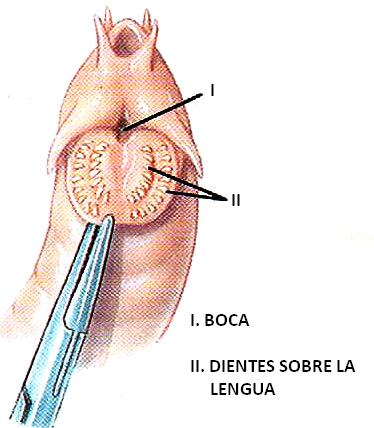 BOCA MIXINO. HICKMAN