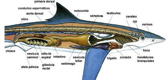 anatomia_interna_trabajo35_grupoA.jpg