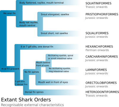 external image 400px-Extant_Shark_Orders.svg.png