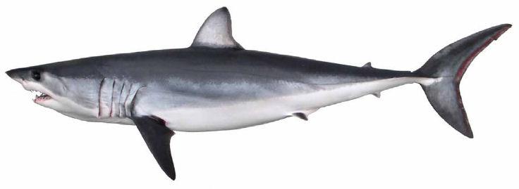 external image Isurus_oxyrinchus.jpg