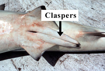 external image claspers.jpg