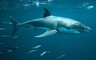 external image tiburon-blanco.jpg
