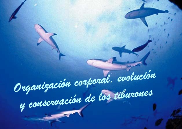 Tiburones.jpg