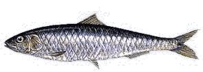 Sardina.JPG