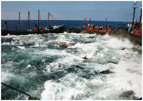 pesca.JPG
