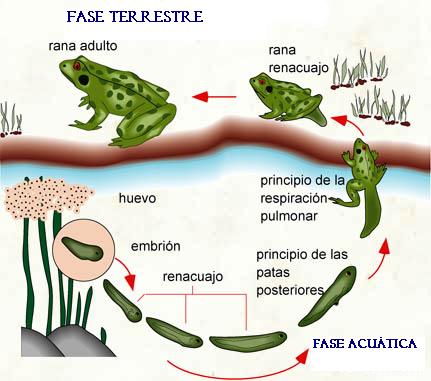Ciclo de vida de un anfibio típico