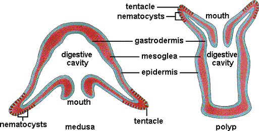 cnidarian_body.gif