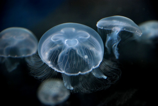 Escifozoo,_Aurelia_aurita.jpg