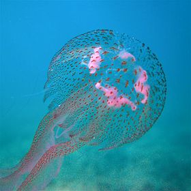 Escifozoo,_Pelagia_Noctiluca.jpg