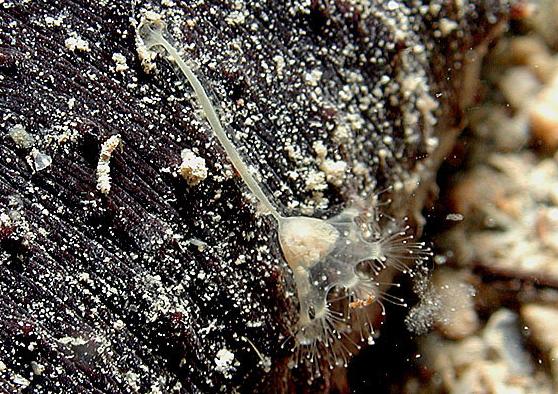 Estaurozoa_.Stylocoranella_riedli,.JPG