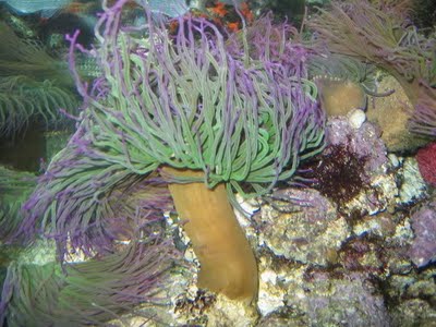 Anemonia_sulcata.jpg