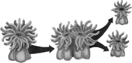 repasexual_cnidarios.gif