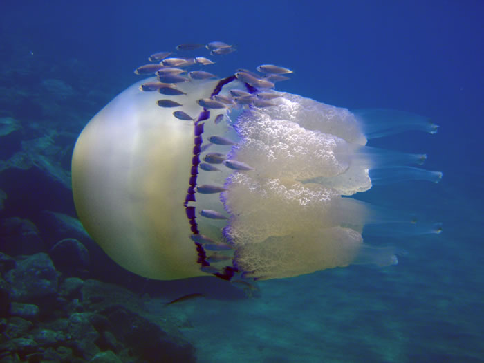 rhizostoma-pulmo.jpg