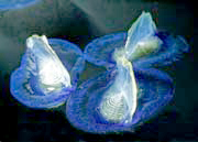 velella2_000.jpg