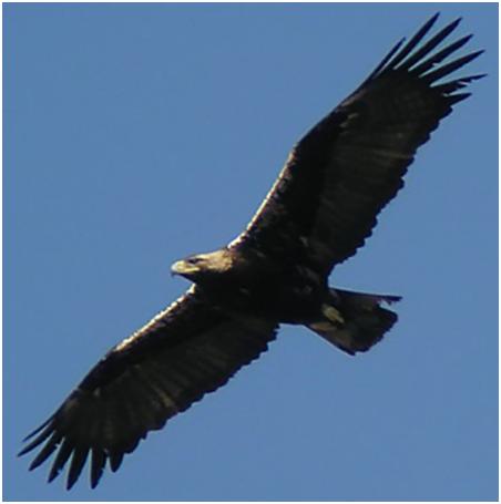 Alas elevadoras - Águila imperial (Foto de web)