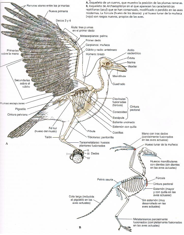 Esqueleto de ave en comparación con terópodo "Principios de zoología" Hickman et al.