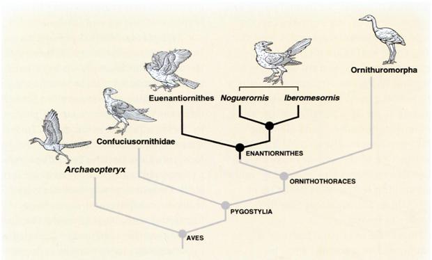 Diversificación de las aves "Glorified dinosaurs" L. M. Chiappe