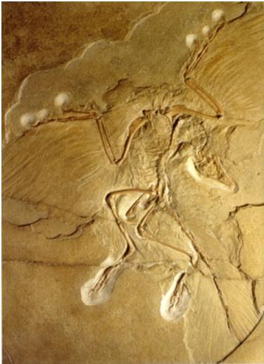 Fósil de Archaeopteryx "Glorified dinosaurs" L. M. Chiappe